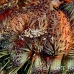 crab_zebra_cr_hsb_r_h_0027_kom1887.jpg
